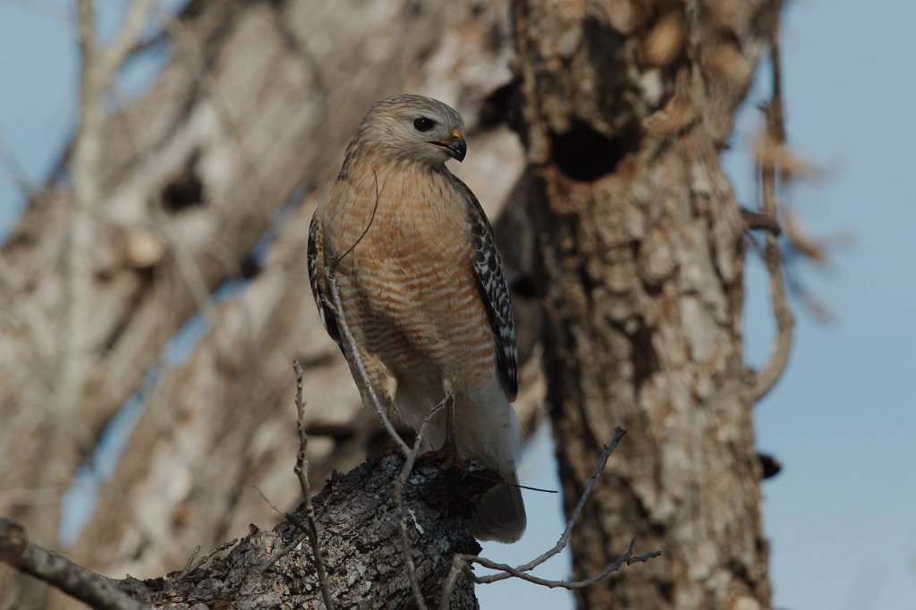 Red-shouldered Hawk.jpg
